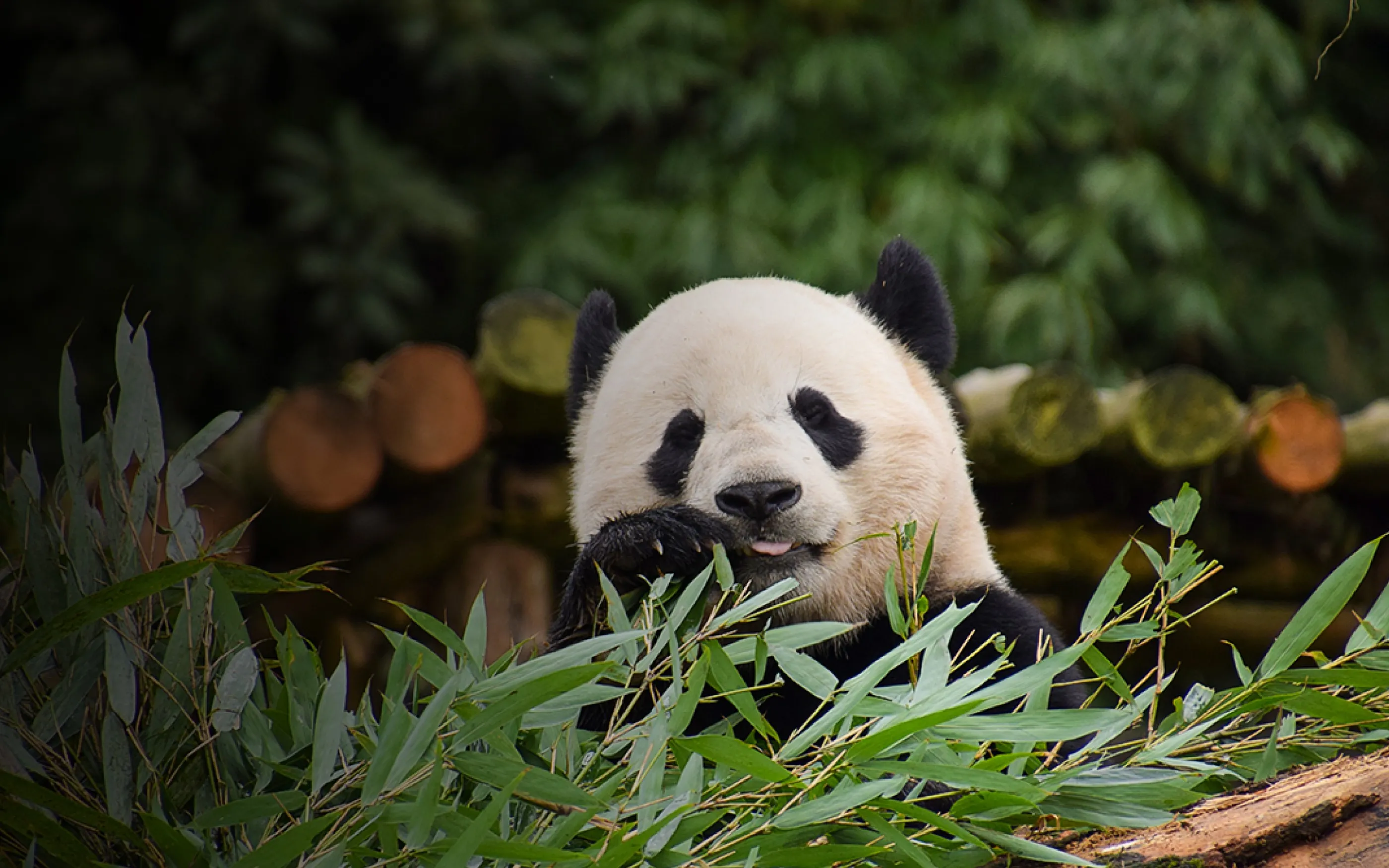 Sichuan Province